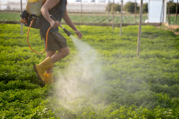 Best Pest Control Near Me  in Temple City, CA