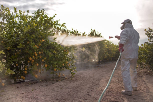 Best Flea Control Services  in Temple City, CA